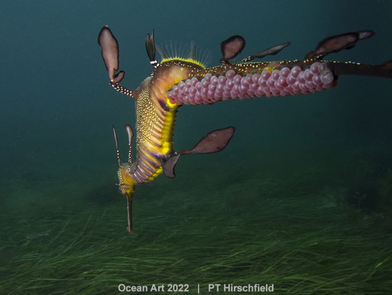 Un macho de dragón marino lleva huevos rosas en la cola