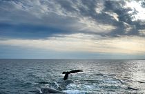 Un couple de baleines franches de l'Atlantique Nord interagit à la surface de la baie de Cape Cod.
