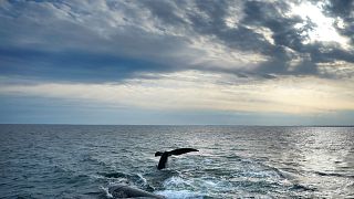 Una pareja de ballenas francas del Atlántico Norte interactúa en la superficie de la bahía de Cape Cod.