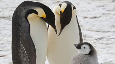 Esta foto sin fecha facilitada por el British Antarctic Survey en enero de 2024 muestra pingüinos emperador adultos con un polluelo cerca de la estación de investigación Halley en la Antártida. 