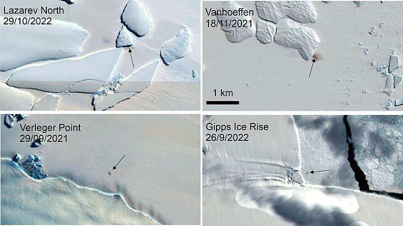 На этих спутниковых снимков, сделанных Британской антарктической службой в январе 2024 года, видны четыре новых места обитания императорских пингвинов в Антарктиде.