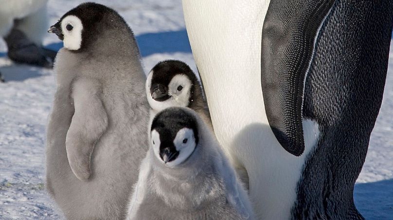 La foto muestra un pingüino emperador adulto y sus polluelos en el hielo marino de la bahía de Halley.