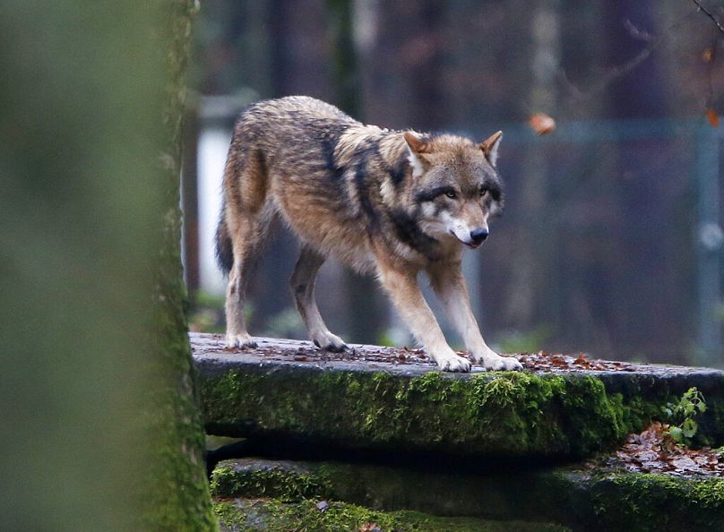 A European wolf is pictured in a wildlife park in Hanau, Germany.