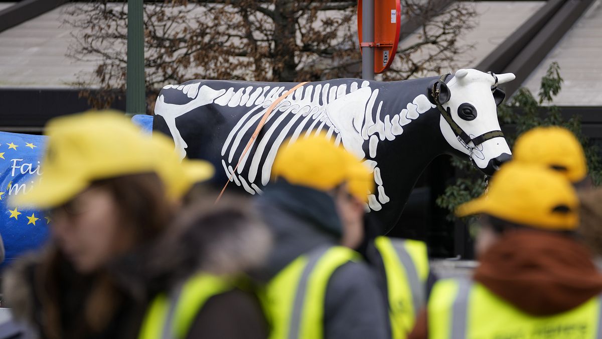 Mezőgazdasági termelők állnak egy műanyag tehén előtt, amelyre csontvázat festettek a brüsszeli Európai Parlament előtti tüntetésen, január 24-én, szerdán.
