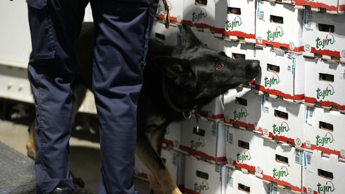 Un agent des douanes avec un chien renifleur de drogue dans le port d'Anvers, mercredi 17 août 2022.