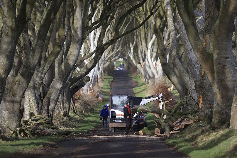 Tree surgeons clear up after a number of trees featured in 'Game Of Thrones' were felled during Storm Isha, at the Dark Hedges in Northern Ireland, 22 January 2024