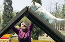 Çin'de köpeğini parka götüren bir kadın (Arşiv)