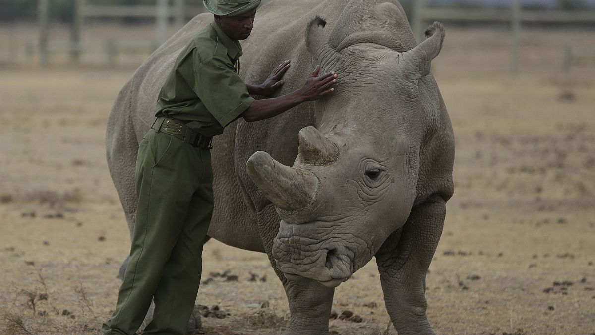 Le gardien Zachariah Mutai s'occupe de Fatu, l'un des deux seuls rhinocéros blancs du Nord au monde, dans l'enclos de la réserve Ol Pejeta, dans le comté de Laikipia, au Kenya.
