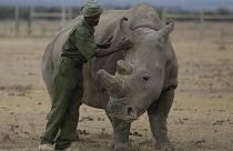 Keeper Zachariah Mutai attends to Fatu, one of only two northern white rhinos left in the world, in the pen at the Ol Pejeta Conservancy in Laikipia county in Kenya.
