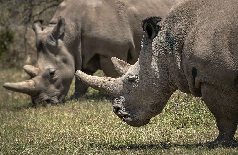 Les femelles rhinocéros blancs du Nord Fatu, à droite, et Najin, à gauche