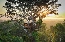 Classroom in the clouds: The treehouse is 32 metres up in the crown of a strangler fig tree.