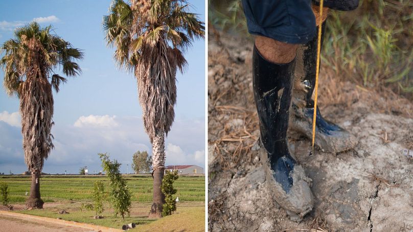 There's a careful balance between the physical geography of a place like the Ebro Delta and those who work the land.