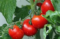 Plants like tomatoes communicate by sending out volatile organic compounds.