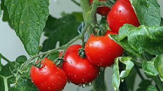 As plantas, como os tomates, comunicam através da emissão de compostos orgânicos voláteis.