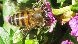 Kenya : le venin d'abeille plus lucratif que le miel