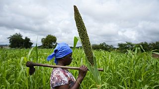 Ivory Coast: A government-led agricultural initiative to empower women and nourish communities