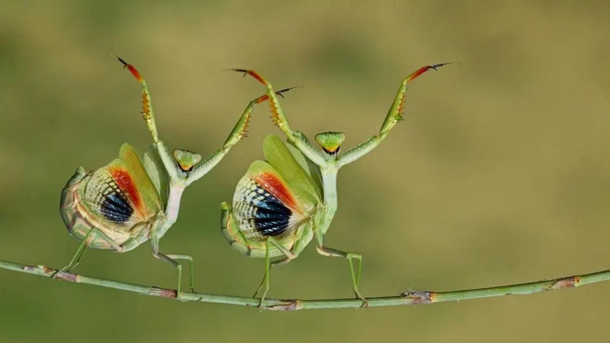 Check out the cute and funny winners of The Nature Photography Contest thumbnail