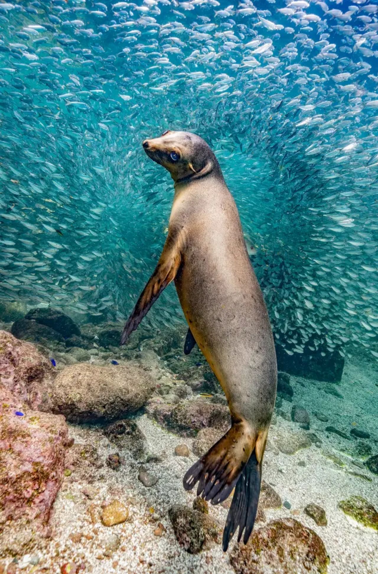Photographie de l'année - "Sea Lion in Los Islotes" (Lion de mer à Los Islotes)