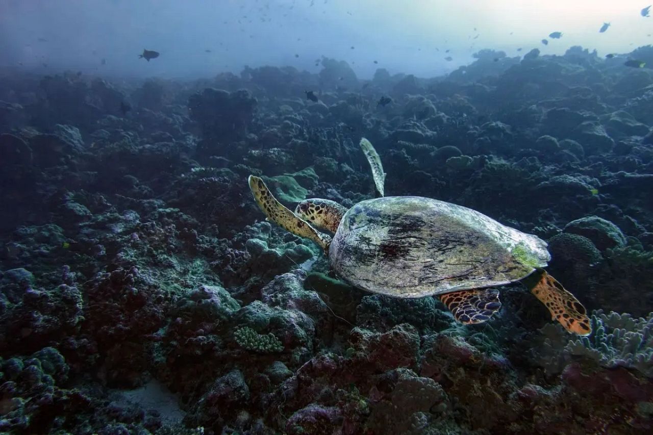 "Maldives Turtle" (Tortue des Maldives)