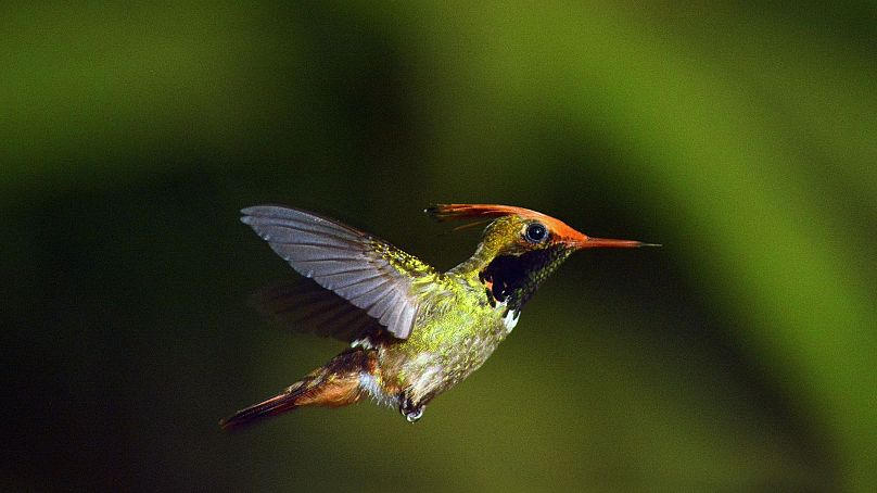 Peru is a birdwatcher's paradise.