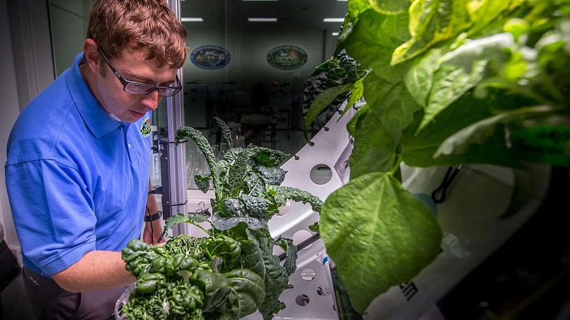 پرورش گیاهان در مرکز آزمایشگاهی کندی ناسا