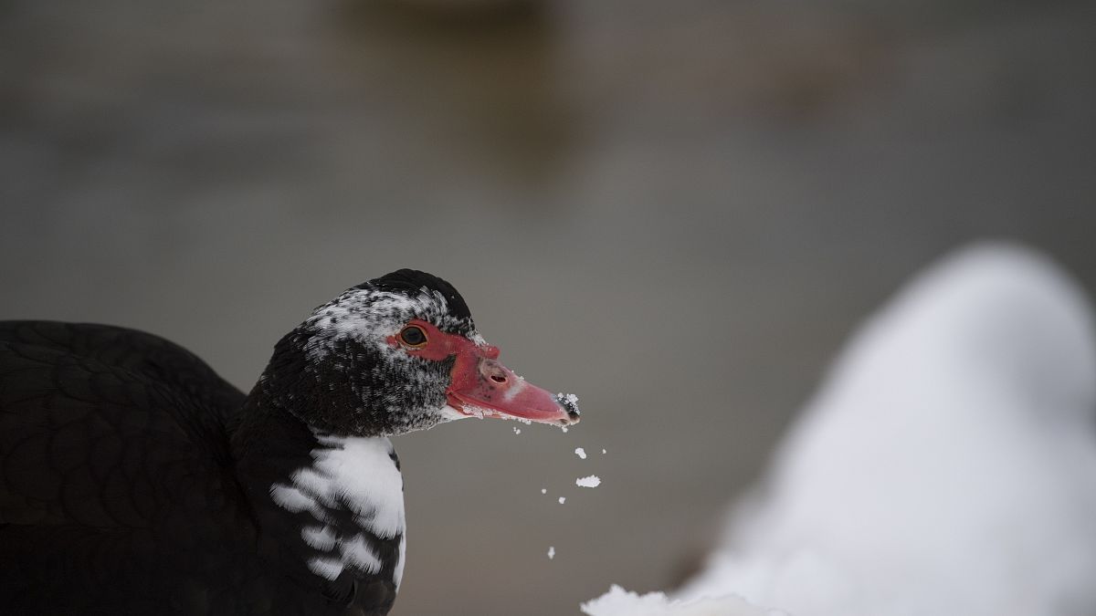 Ungewohnte Umgebung auch für Enten: Schnee in Athener Parks und an Seen