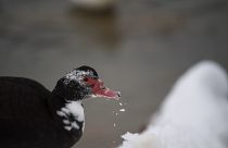 Ungewohnte Umgebung auch für Enten: Schnee in Athener Parks und an Seen
