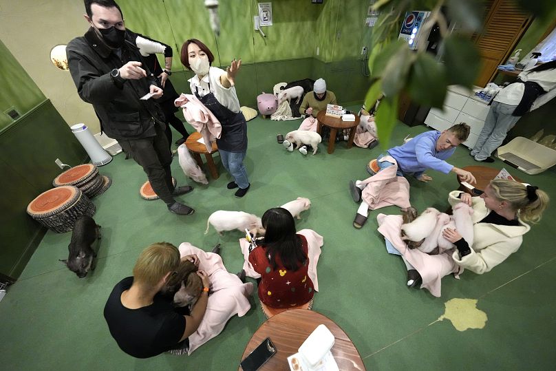 Baby micro pig cafés are a big hit with tourists in Japan.