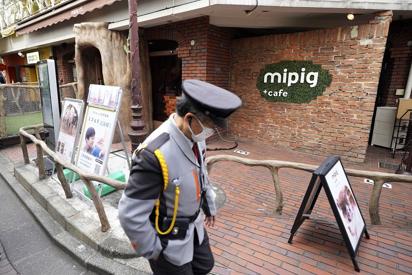 Le Mipig Café, situé dans le quartier branché de Harajuku, fait partie des dix cafés à cochons que l'opérateur a ouverts au Japon.