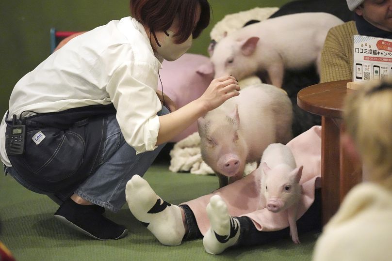 Micropigs clamber on to people's laps at Tokyo’s Mipig Café.