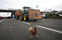 Auch Hühner bekommen bei den Bauernprotesten ihren Auftritt.