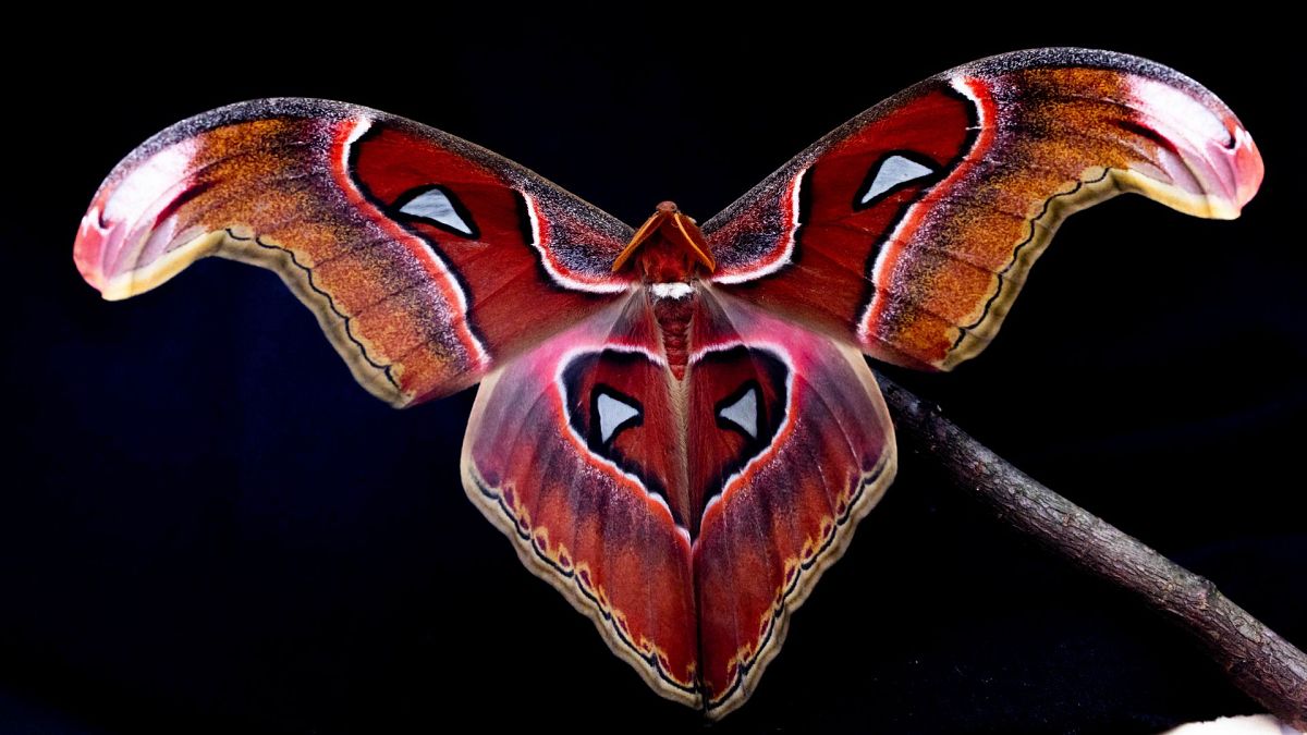 Like a moth to a flame? New research shows insects aren’t drawn to light - they’re just confused thumbnail
