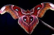 This 2022 photo provided by Samuel Timothy Fabian shows an Atlas moth used to test the interaction of flying insects with artificial light, photographed at ICL. 