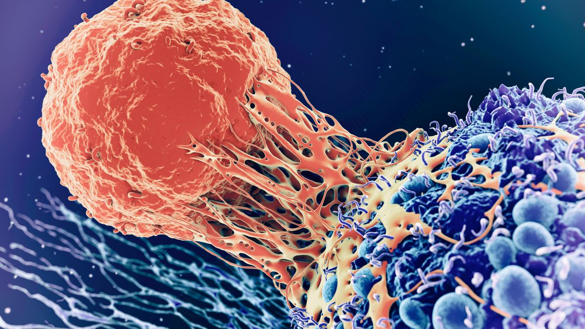 Célula T (naranja) interactuando con célula cancerosa (azul)