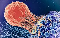 Т-клетка (оранжевая) взаимодействует с раковой клеткой (синяя)