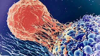 Célula T (laranja) a interagir com a célula cancerígena (azul)