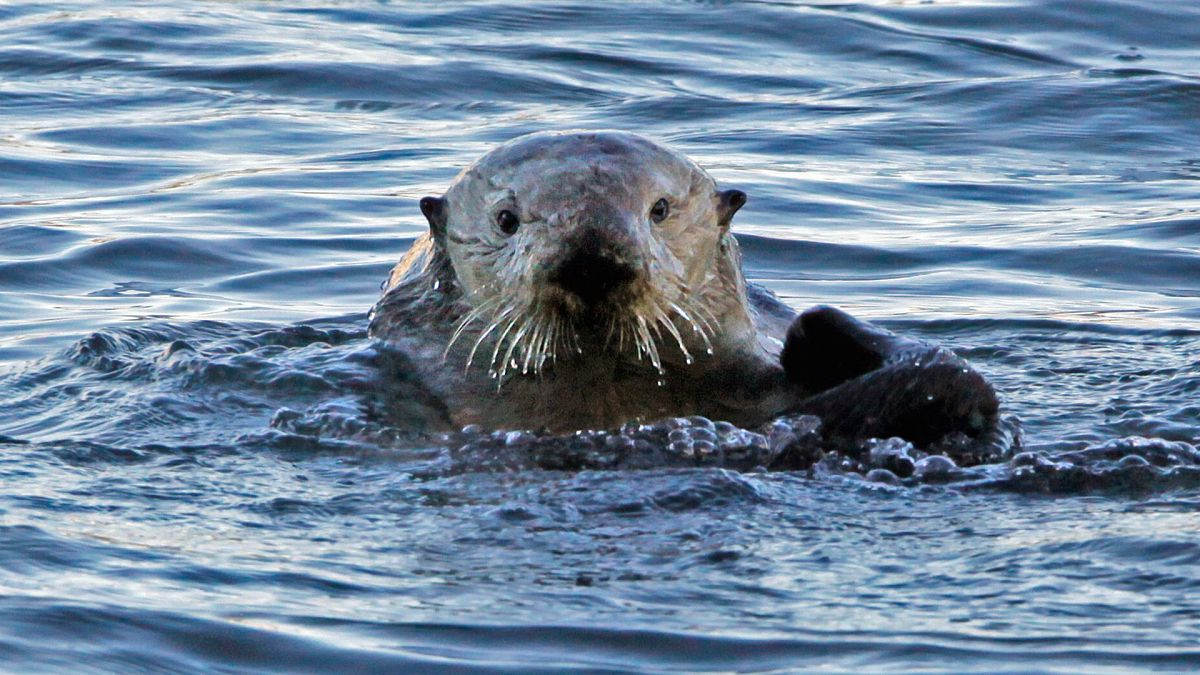 A sea otter is seen in Morro Bay, 15 January 2010. Bringing otters back to a California estuary has helped restore the ecosystem.