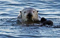 A sea otter is seen in Morro Bay, 15 January 2010. Bringing otters back to a California estuary has helped restore the ecosystem.