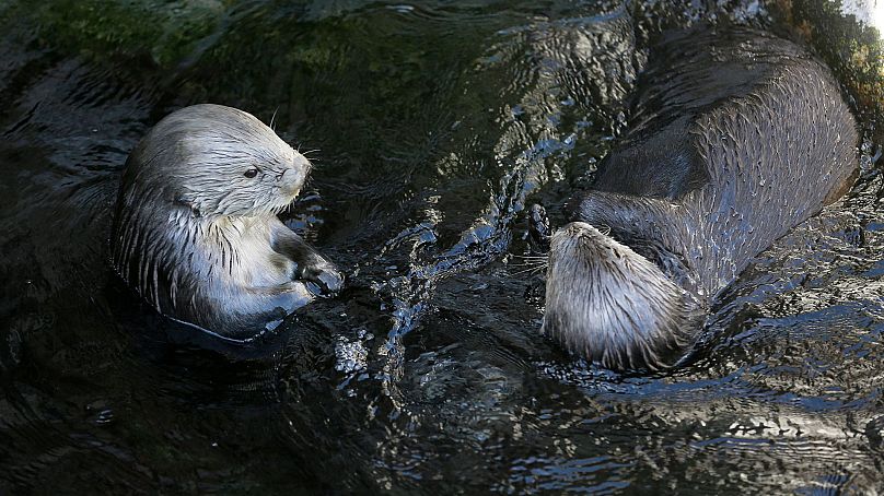 Sea otters loll in the water at the Monterey Bay Aquarium in Monterey, 26 March 2018.
