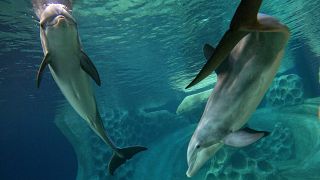 Delfines en el zoo