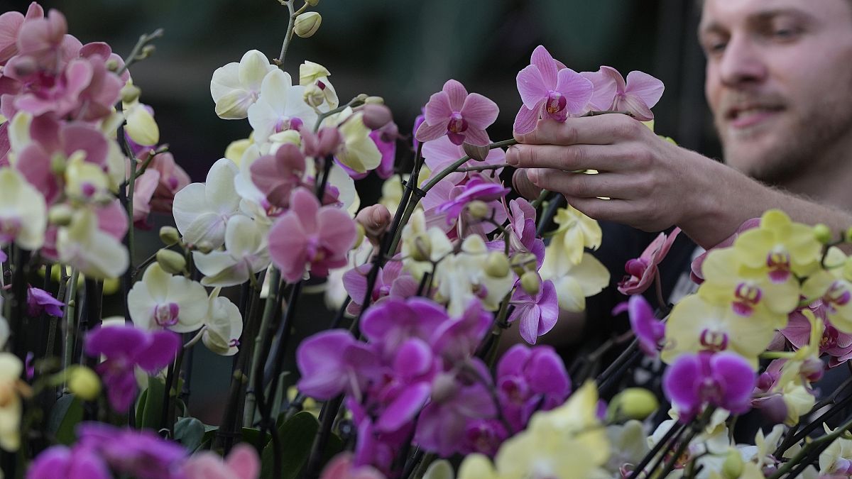 На лондонском фестивале, который проходит с 3 февраля по 3 марта, представлены тысячи разноцветных орхидей.