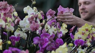 Orchidee nei Kew gardens di Londra, 1 febbraio 2024