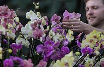 In den Royal Botanic Gardens im Londoner Stadtteil Kew hat das jährliche Orchideenfestival begonnen. 