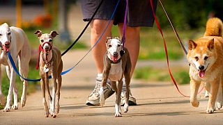 Araştırmaya göre uzun burunlu küçük köpekler daha uzun yaşıyor
