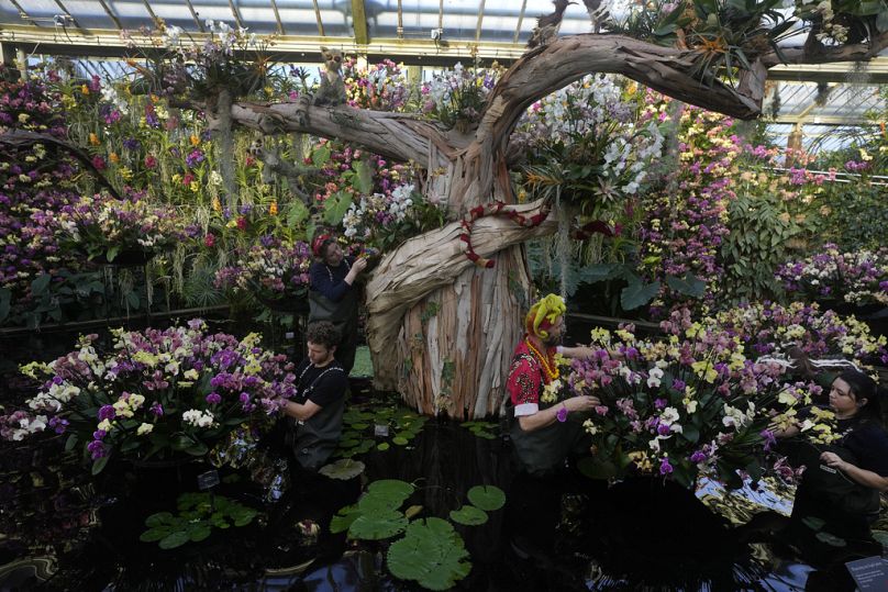 ´Die Ausstellung beherbergt rund 5000 seltene Orchideen aus Madagaskar.