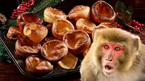 El pudin de Yorkshire es una especialidad británica. Un mono que se escapó fue capturado después de que se detuviera a masticar uno en las Tierras Altas escocesas.