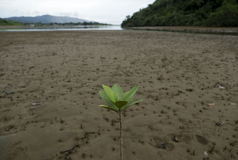 Ein Setzling steht hoch am Ufer eines Flusses in Jaque, in der abgelegenen Provinz Darien im Südosten Panamas.