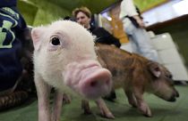 At trendy Japanese cafés, customers enjoy cuddling with pigs