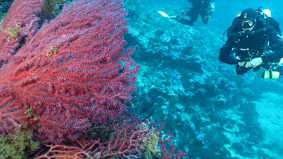 Egész korallkolóniák pusztulnak el a klímaváltozás miatt