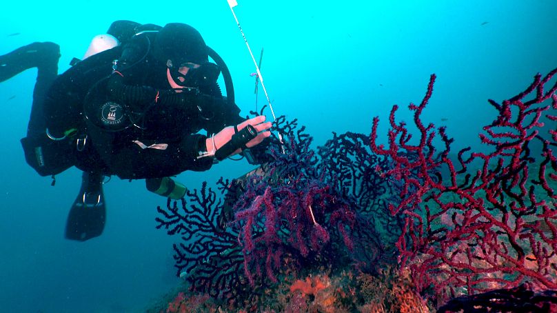 Die Gorgonien in einer Tiefe von mehr als 30 Metern sind immer noch in gutem Zu-stand.